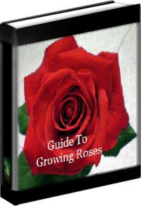 A Guide To Growing Roses - SeniorHealthPortal.com